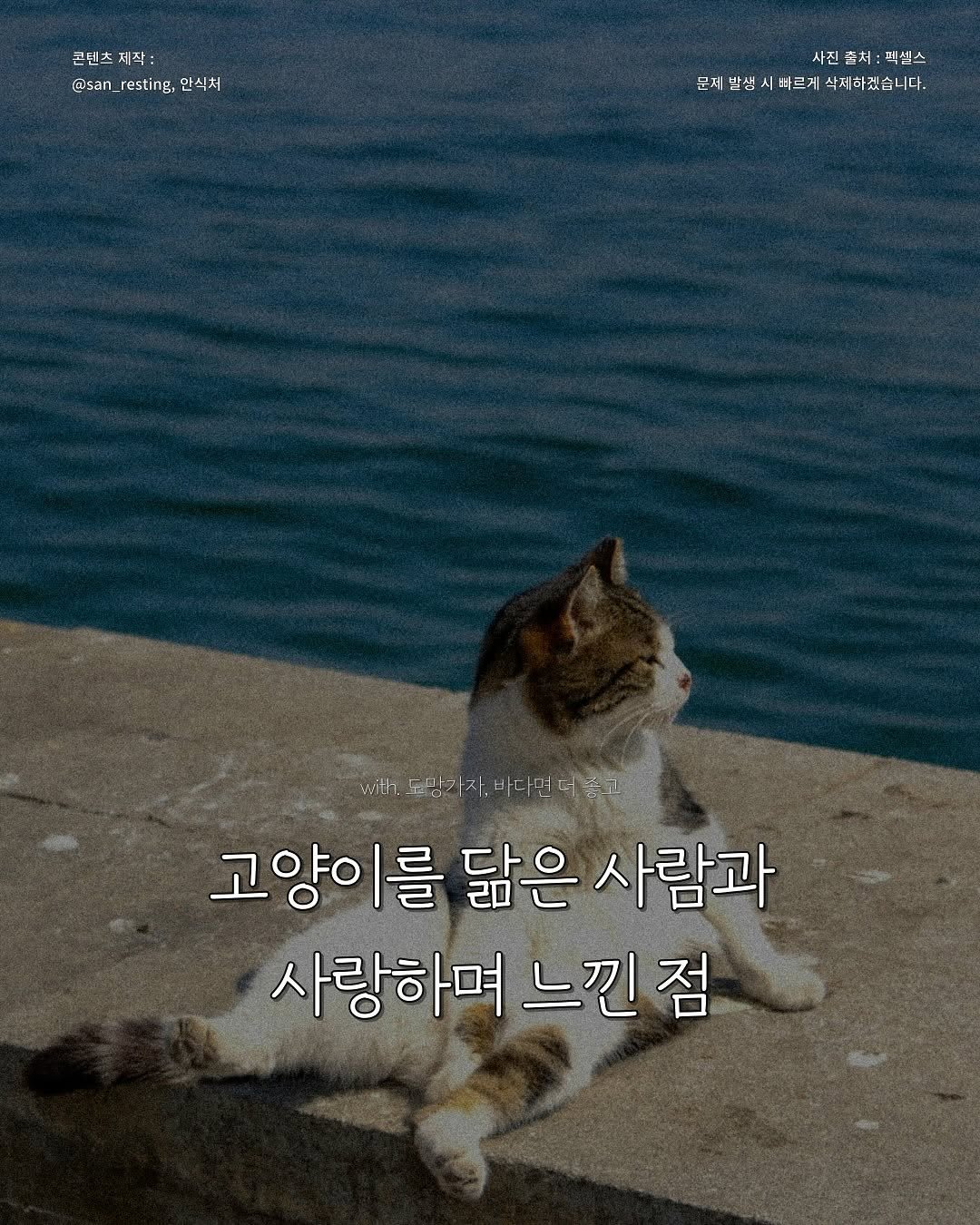 Photo by 안식처 on June 28, 2025. May be an image of ‎text that says '‎곤텐츠제작 제작 제작 곤텐츠 @san_resting,만식치 @san_ resting, 만식처 신처 사진 출처: 처 진출처:적셀스 페셀스 H 문제발생시바르게삭폐하겠습니다. 발생 시바르게 삭제하겠습니다. 문제 viitt ة 도방가자바나면너음고 도망 고양이를 를 닮은 사람과 사랑하며 느낀점‎'‎.