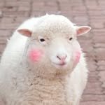 daisychoiii 프로필 사진