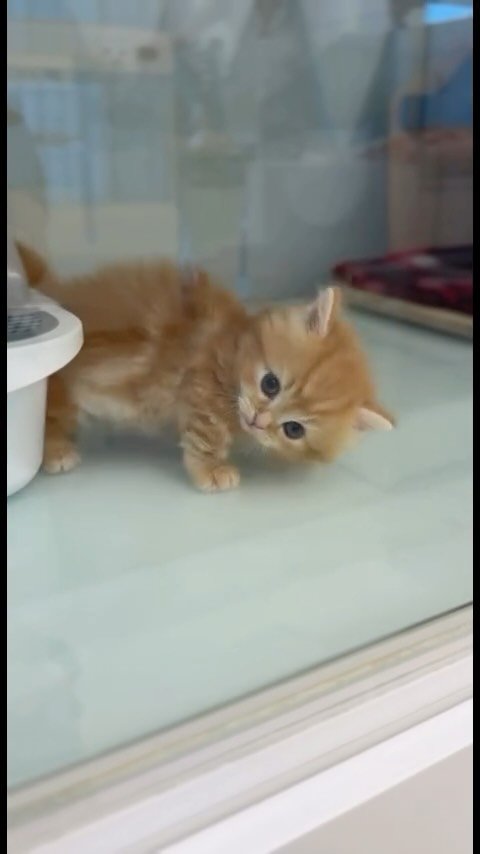 sarangkim.love 게시물 이미지: 고양이 키우기 어렵나요?강아지랑 같이 키울수 있나요?😅