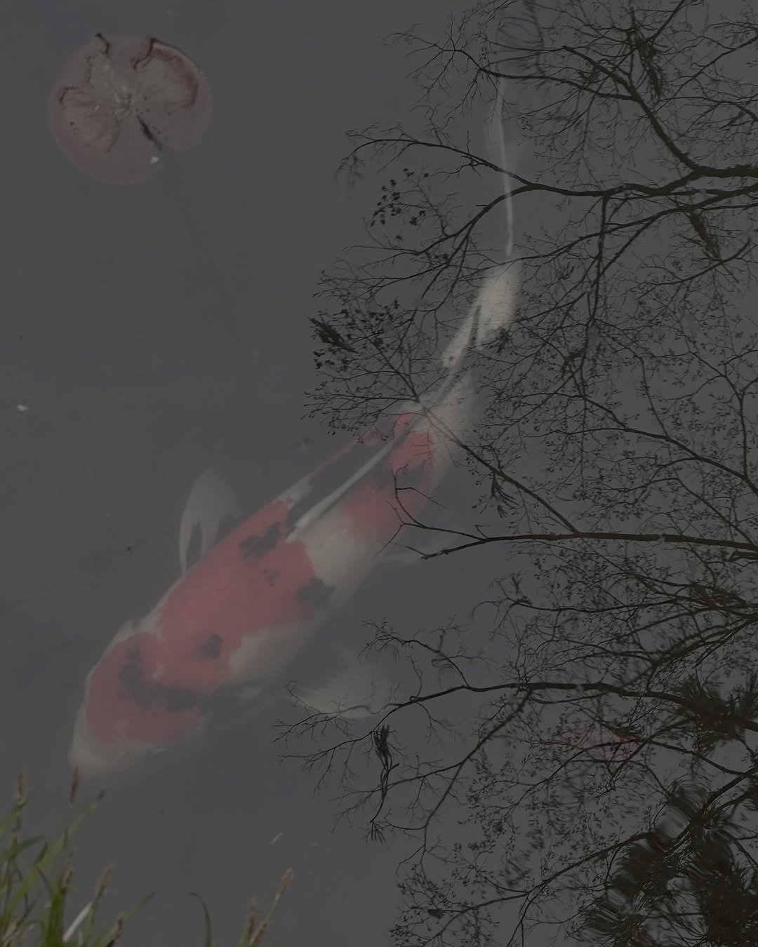 Photo by 사선웅 in Kyoto, Japan. May be an image of goldfish, water lily, body of water and text.