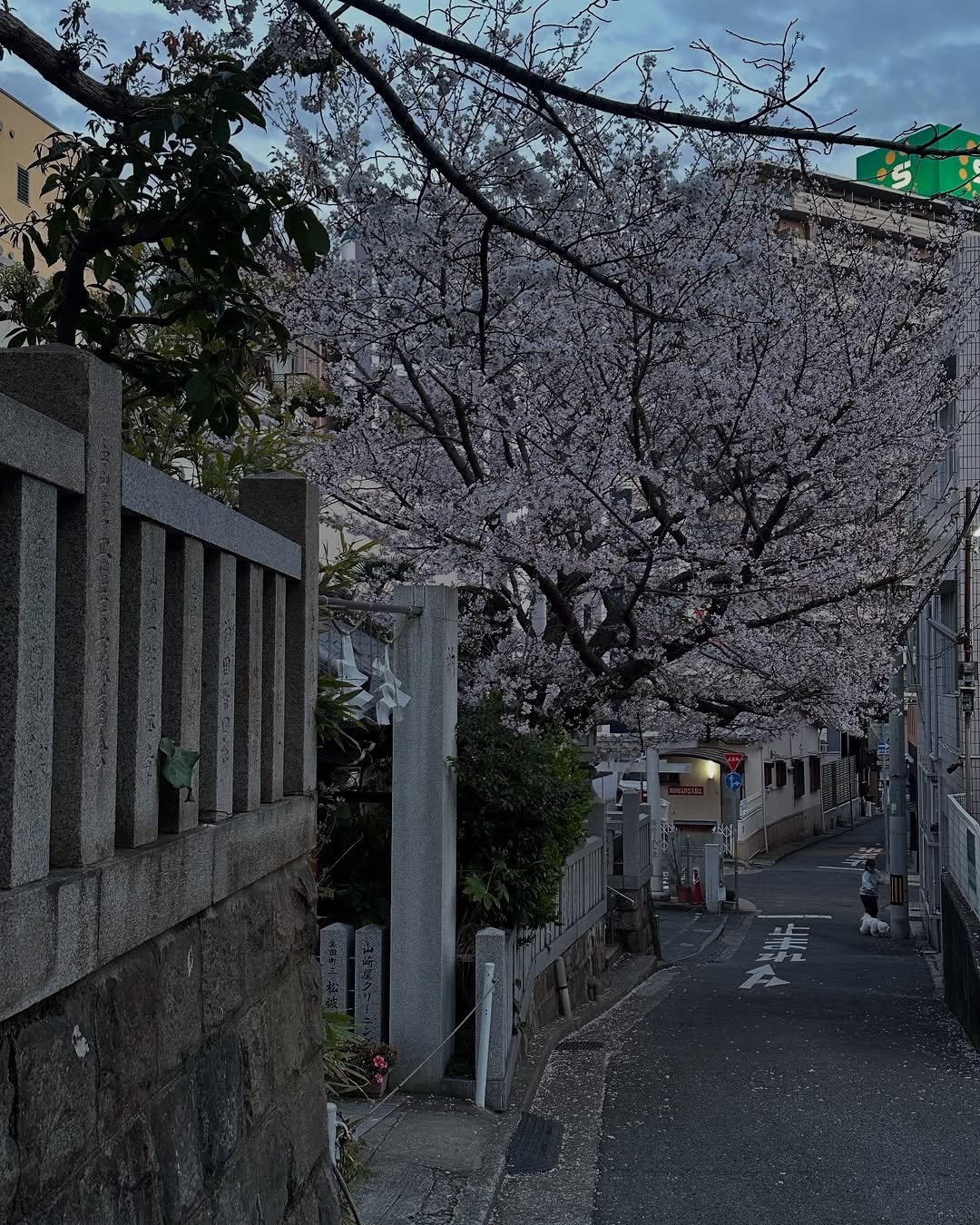 Photo by 사선웅 on April 20, 2025. May be an image of 1 person, flower, stone-fruit tree and text.