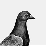 beedoolkee999 프로필 사진