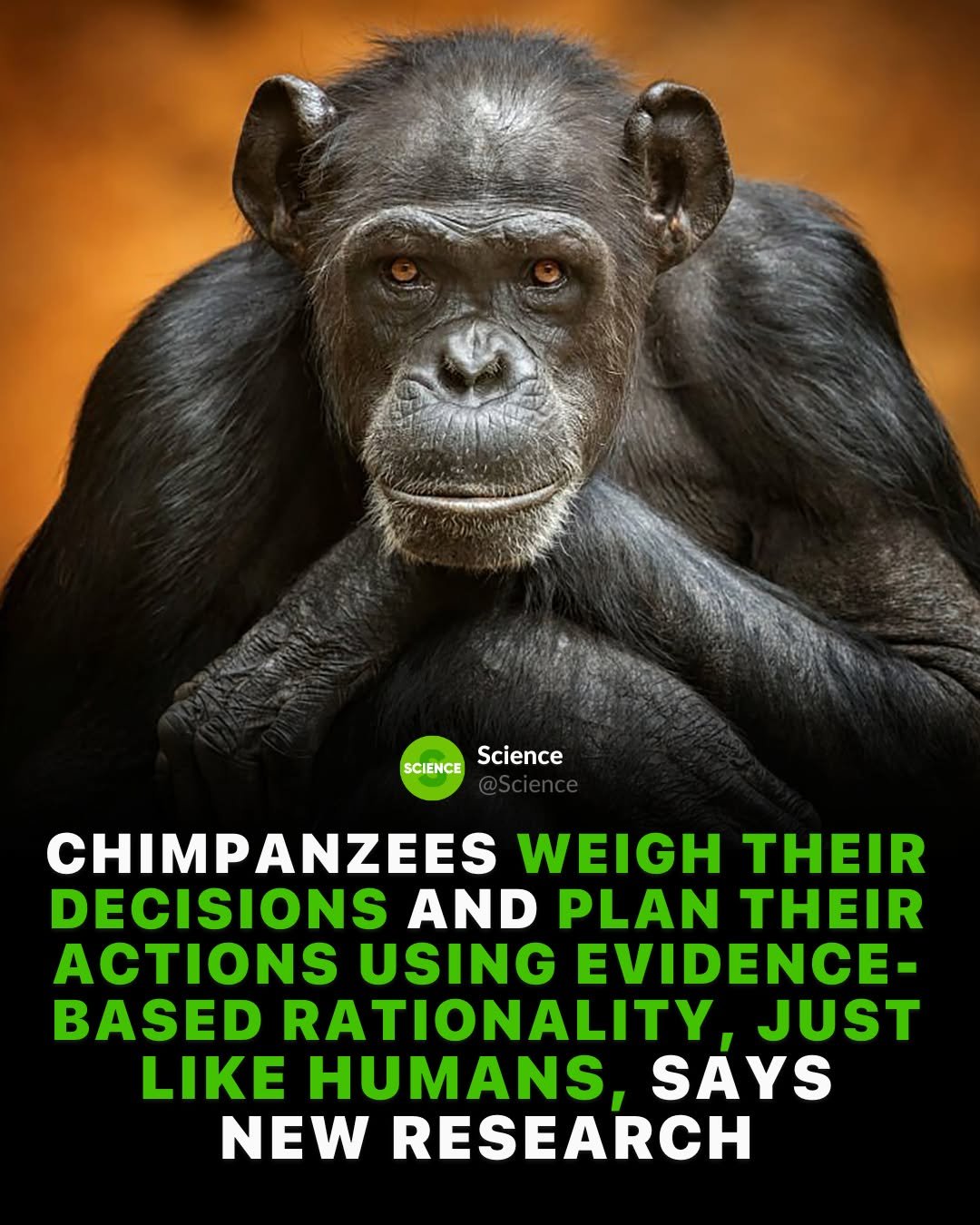 Photo by Science 🧬 on December 01, 2025. May be an image of text that says 'SCIENCEScience SCIENCE Science CHIMPANZEES WEIGH THEIR DECISIONS AND PLAN THEIR ACTIONS USING EVIDENCE- BASED RATIONALITY JUST LIKE HUMANS, SAYS NEW RESEARCH'.