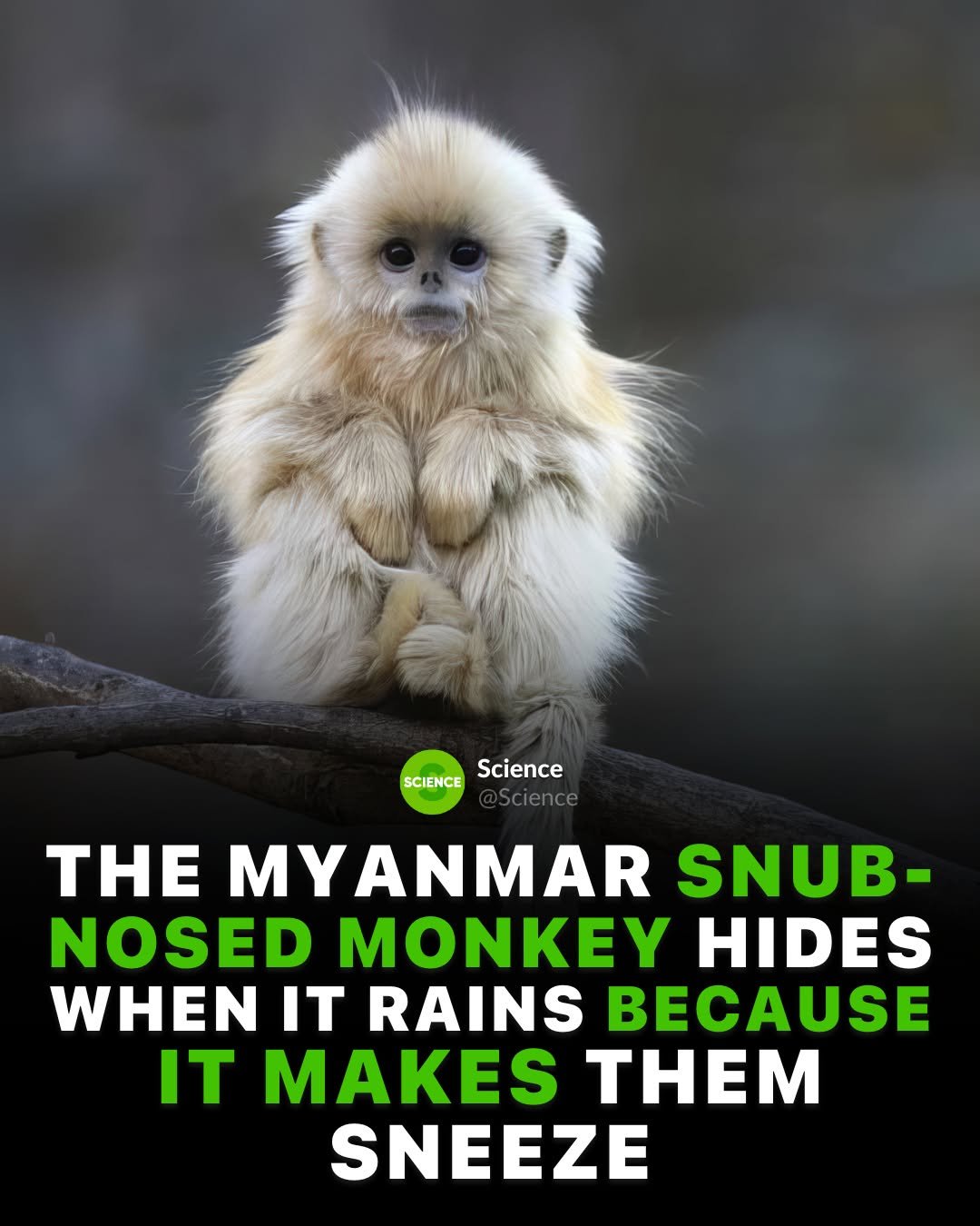 science 게시물 이미지: Meet nature's most weather-sensitive primate—a...