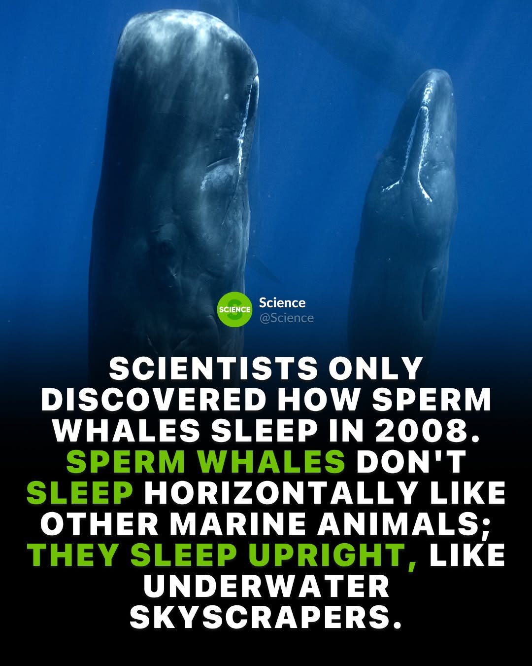 science 게시물 이미지: When one of the largest animals in the ocean...
