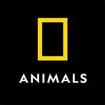 natgeoanimals 프로필 사진