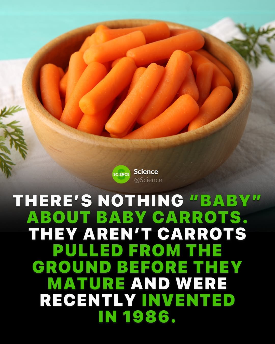 Photo by Science 🧬 on January 14, 2026. May be an image of carrot and text that says 'SCIENCEScience SCIENCE Science THERE'S NOTHING "BABy" ABOUT BABY CARROTS. THEY AREN'T CARROTS PULLED FROM THE GROUND BEFORE THEY MATURE AND WERE RECENTLY INVENTED IN 1986.'.