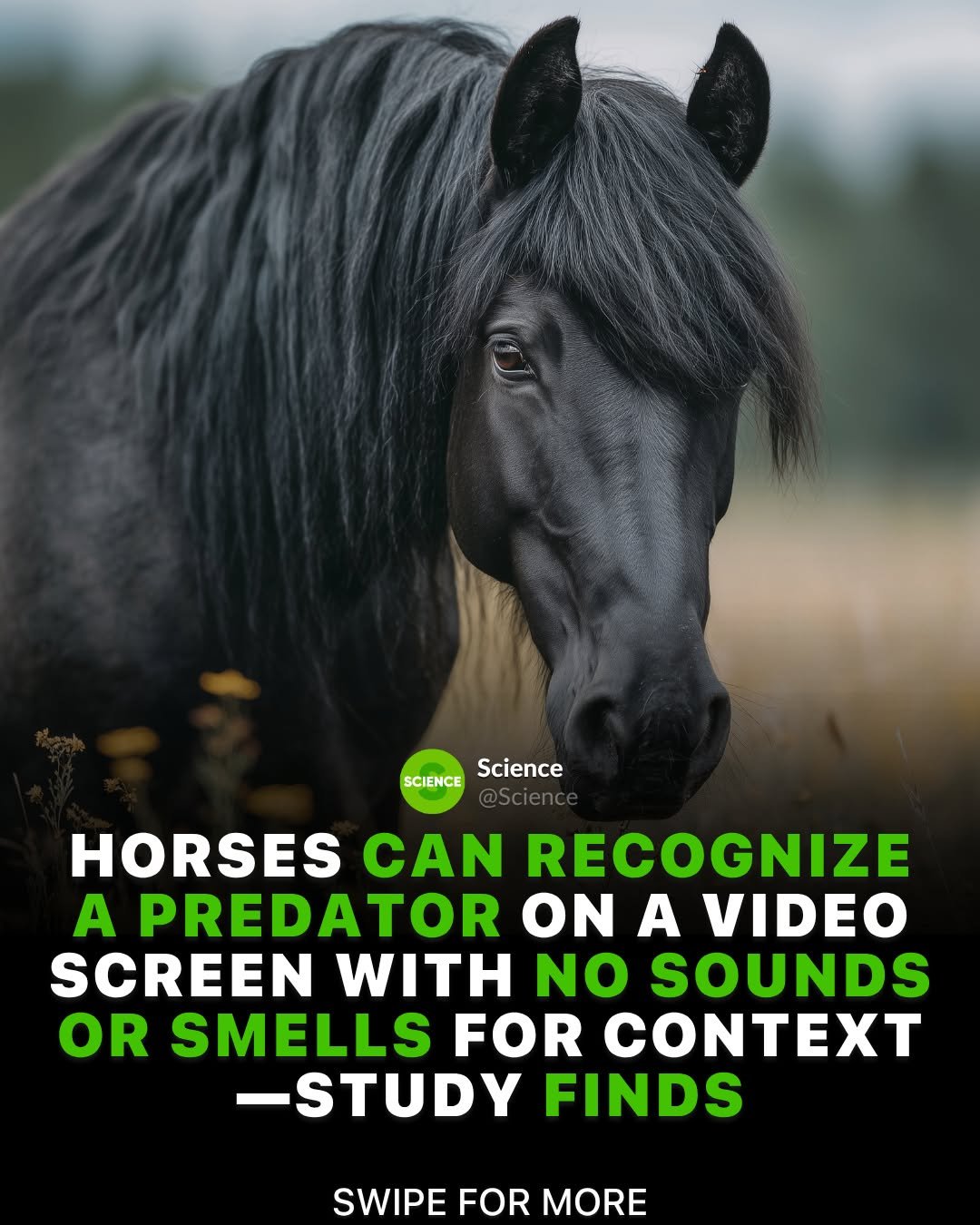science 게시물 이미지: Horses can recognize a wolf on a silent video...