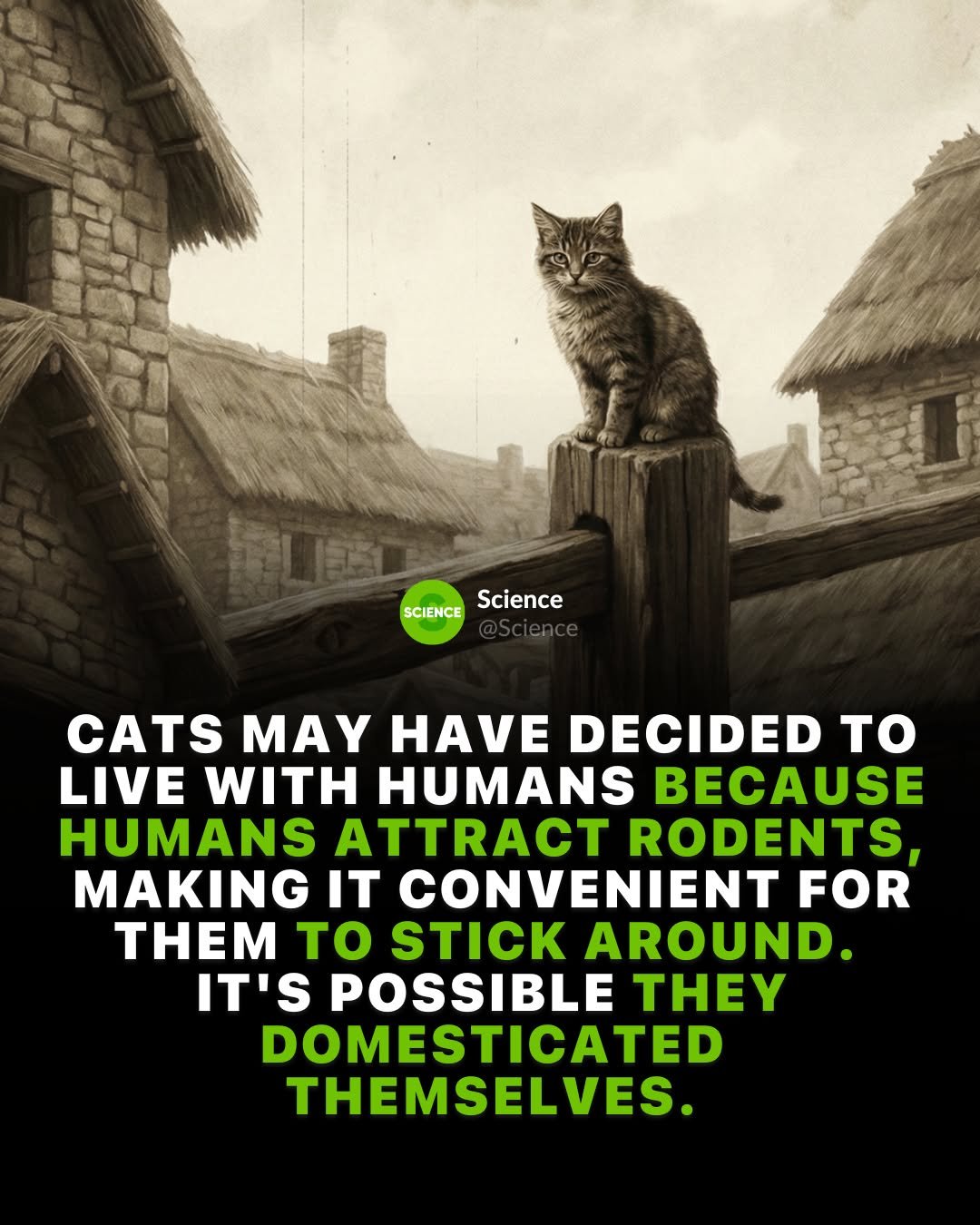 Photo by Science 🧬 on January 13, 2026. May be an image of ‎rat, kitten, rodent and ‎text that says '‎SCIENCEScience SCIENCE Science CATS MAY HAVE DECIDED to LIVE WITH HUMANS BECAUSE HUMANS RODENTS, MAKING IT CONVENIENT FOR THEM to STICK AROUND. ליזו POSSIBLE THEY DOMESTICATED THEMSELVES.‎'‎‎.
