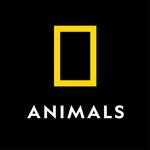 natgeoanimals 프로필 사진