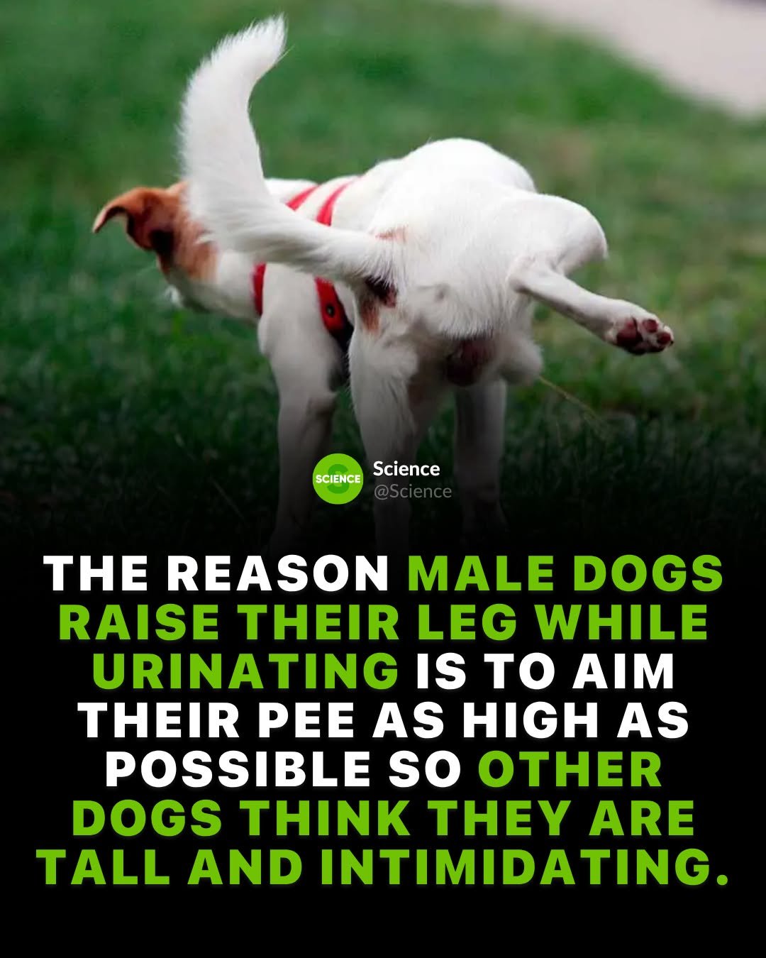 science 게시물 이미지: Female dogs opt for less yoga-like squatting...