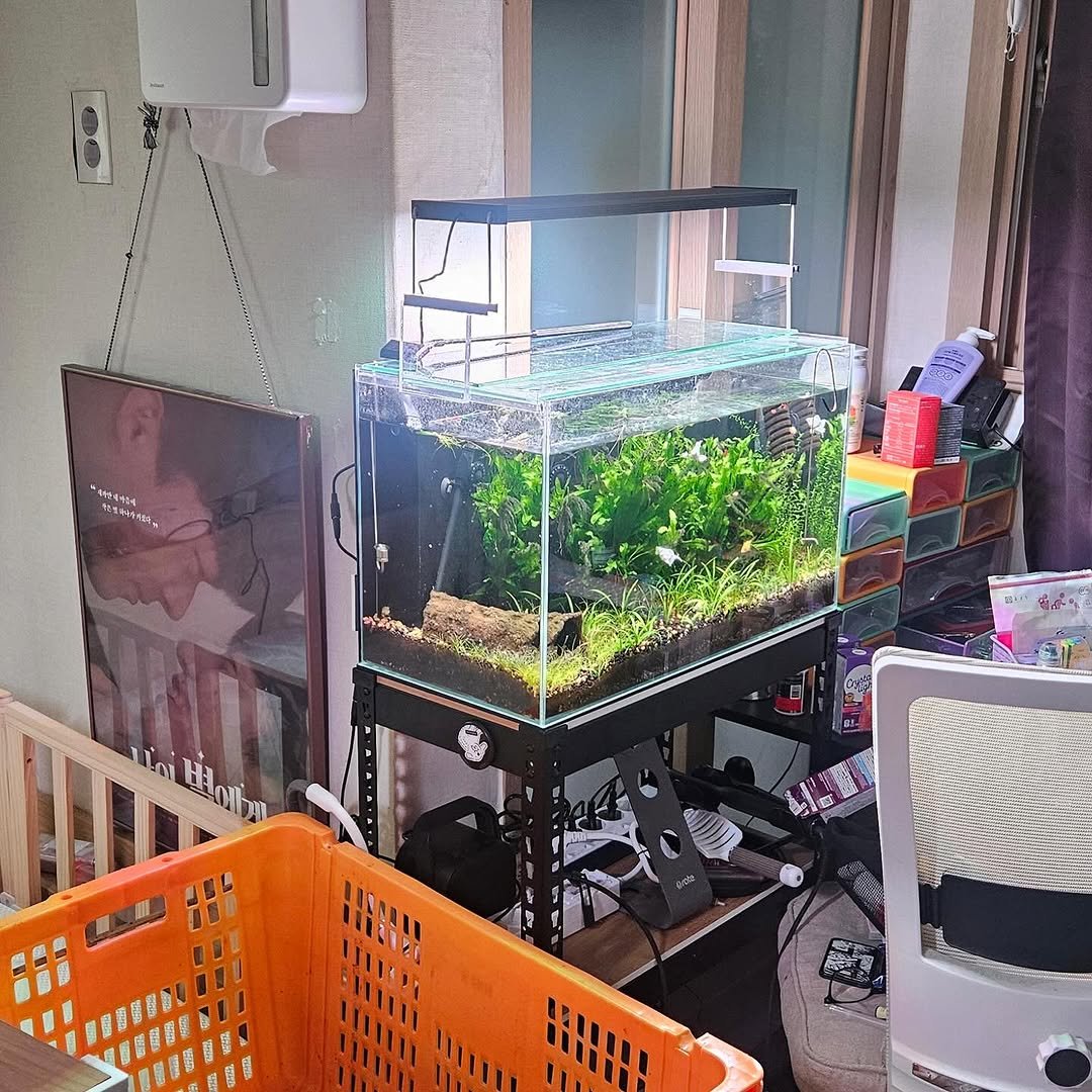 Photo by 신독환경 | 유품정리 | 가정 폐기물처리 on September 09, 2025. May be an image of goldfish, guppy, aquarium, rack and text.