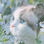 vintage_morinogato 프로필 사진