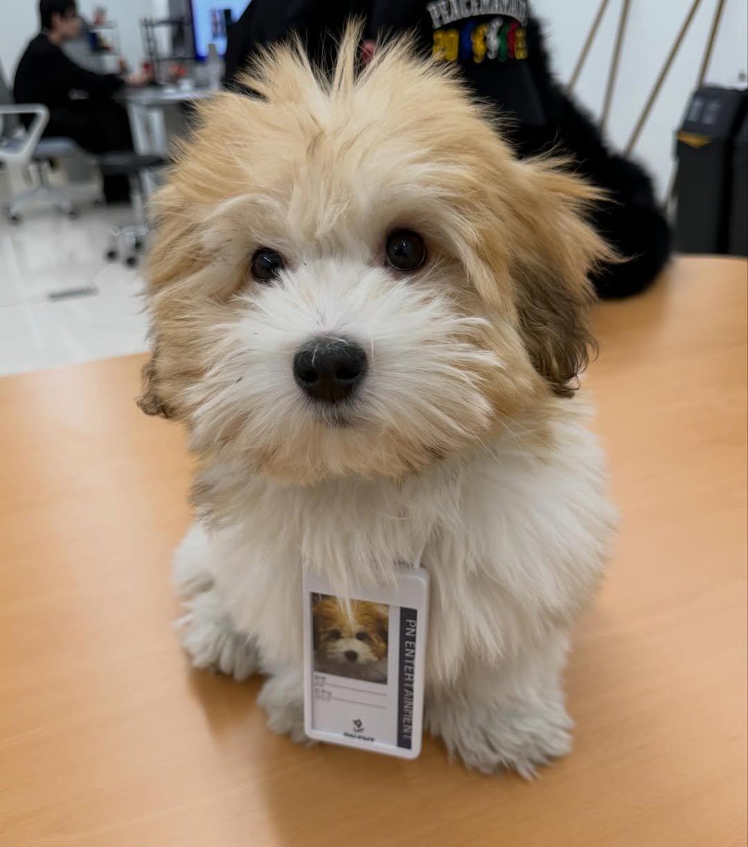 Photo by 김 남희 on December 12, 2025. May be an image of Pekinese, Maltese, collie, toy and text.