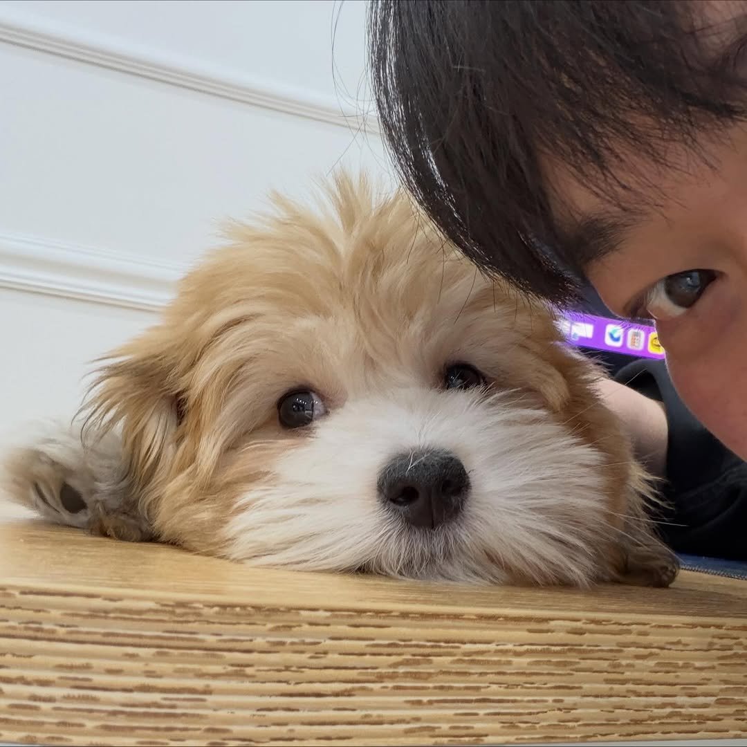 Photo by 김 남희 on November 23, 2025. May be an image of Norwich terrier, Maltese, cocker spaniel, Pekinese and text.