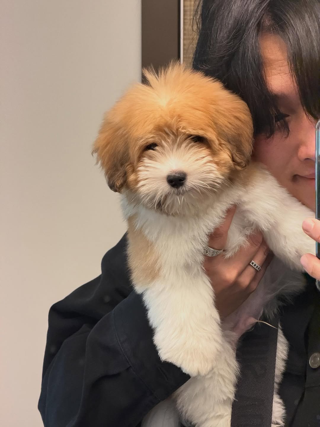 Photo by 김 남희 on November 06, 2025. May be an image of collie, Pekinese, Maltese and text.