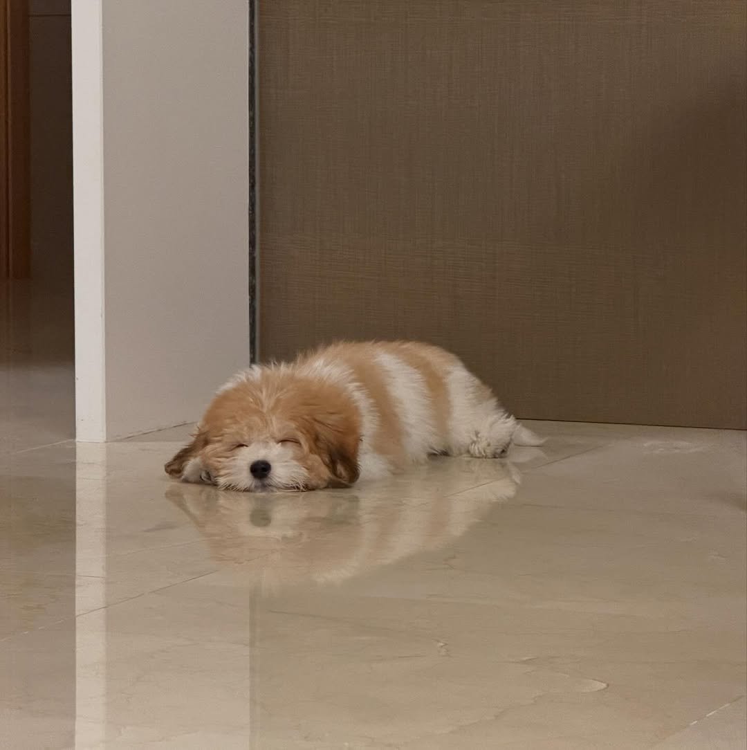 Photo by 김 남희 on December 11, 2025. May be an image of golden retriever, cocker spaniel and text.