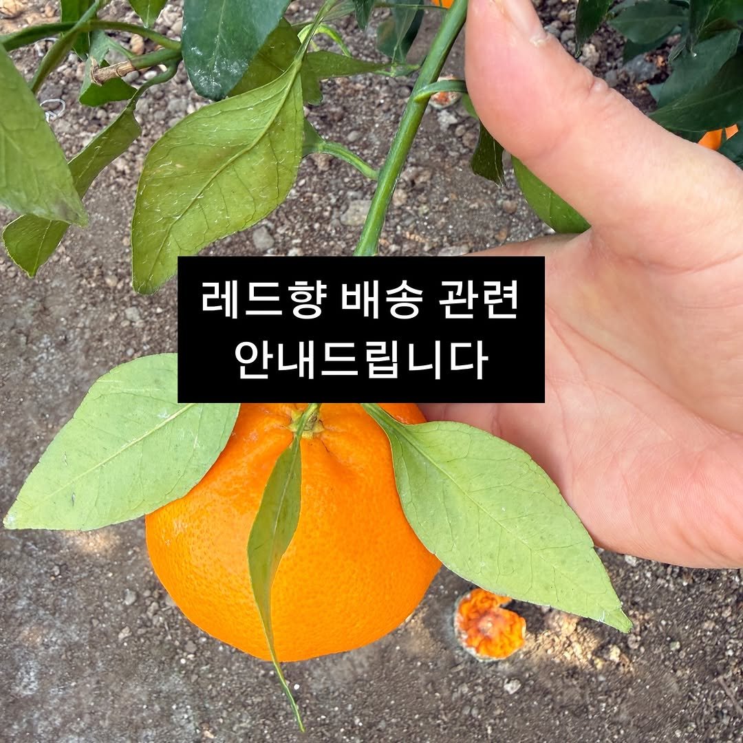 Photo by 서귀포라봉이 | 농부의아내 in 제주도서귀포시. May be an image of mandarin and text that says '레드향 배송 관련 안내드립니다'.
