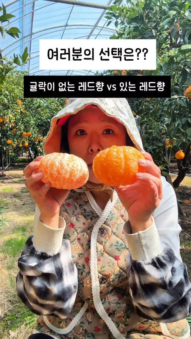 seogwipo_rabonge 게시물 이미지: 레드향 속 하얀 실 같은 부분,
바로 **‘귤락’**이에요.

떼어내서 드시는...