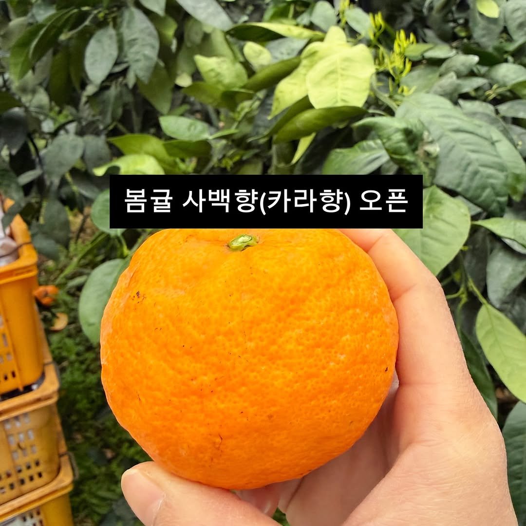 Photo by 서귀포라봉이 | 농부의아내 on April 16, 2026. May be an image of pomelo, mandarin and text that says '봄귤 사백 ㅏ백향(카라향) 향 (카라향) 오픈'.