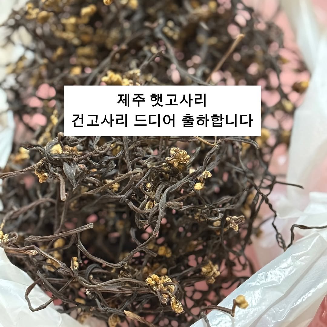 Photo by 서귀포라봉이 | 농부의아내 on April 26, 2026. May be an image of seaweed, herb and text that says '제주 햇고사리 건고사리 건고사리드디어출하합니다 드디어 출하합니다'.