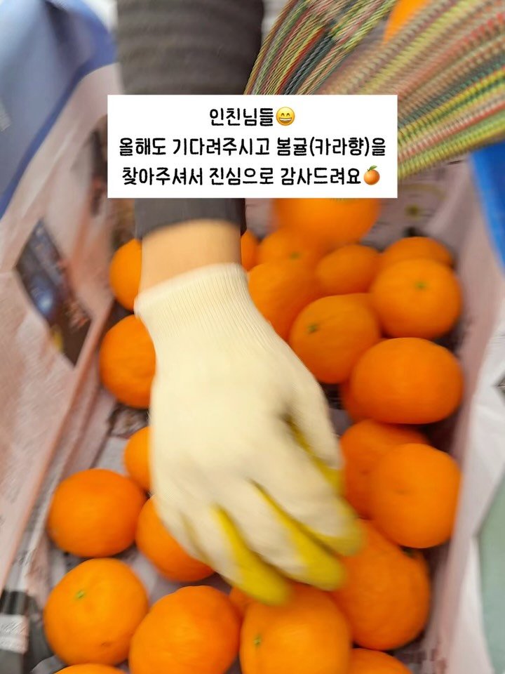 seogwipo_rabonge 게시물 이미지: 사백향이라고도 불리는 봄귤 카라향🍊
무사히 잘 도착하길 바라는 마음으로
오늘도...