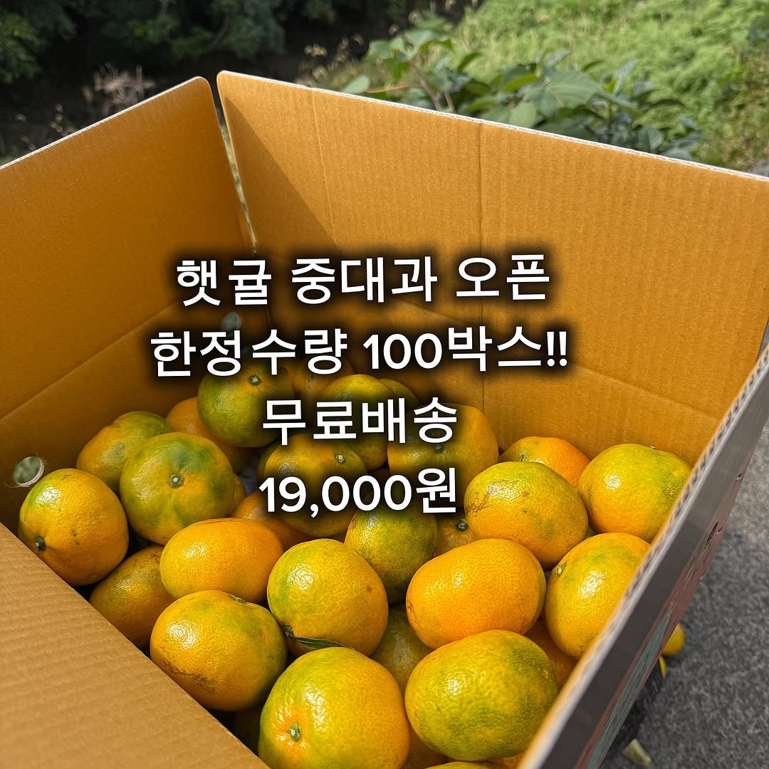 Photo by 서귀포라봉이 | 농부의아내 on October 29, 2025. May be an image of fruit and text that says '햇굴 중대과 햇굴중대과오픈 오픈 한정수량 한정수량100박스! 100 100박스!! 무료배송 19,000원'.
