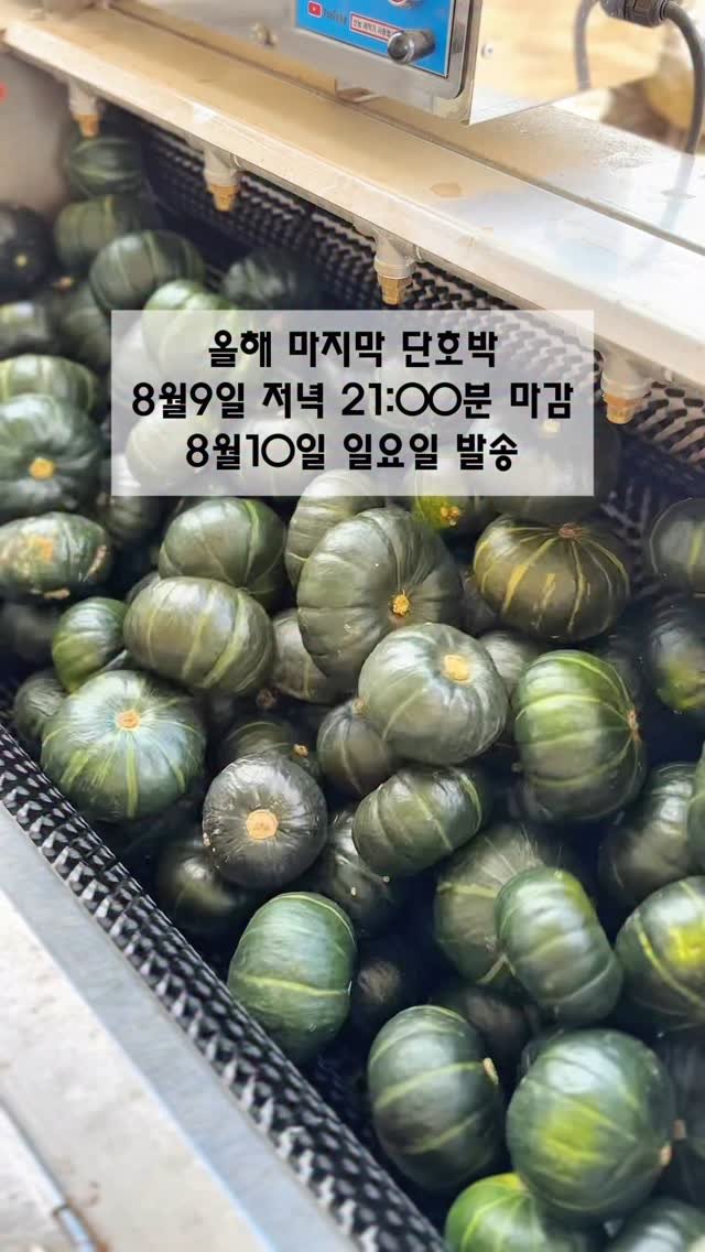 seogwipo_rabonge 게시물 이미지: 올해 단호박은 
오늘 토요일 저녁21:00분 마감하게되었습니다^^

물세척이 아난...