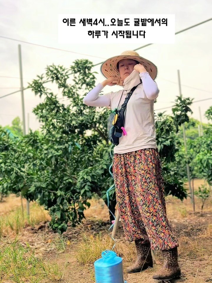 seogwipo_rabonge 게시물 이미지: 새벽 4시, 귤밭으로 향합니다.🍊
가지가 축 처지기 전에 끈으로 하나하나...