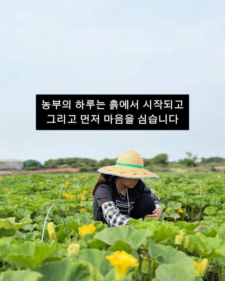 seogwipo_rabonge 게시물 이미지: 오늘은 밤호박밭에 왔어요🎃
작지만 속이 꽉 찬 미니 밤호박,
‘보우짱’ 어찌나...