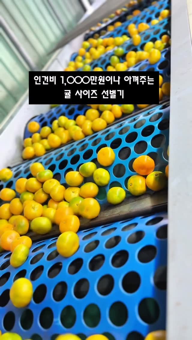 seogwipo_rabonge 게시물 이미지: 이 작은 귤들을 사람 손으로 하나하나 고른다면,
과연 하루에 몇 박스를 만들 수...