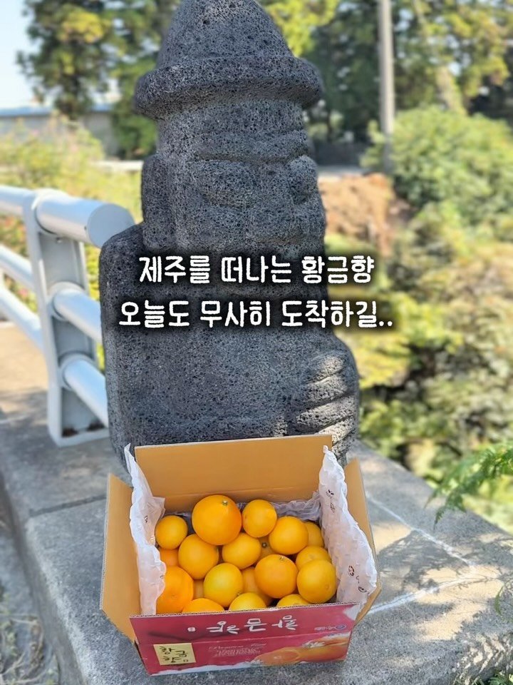seogwipo_rabonge 게시물 이미지: 황금향 하나하나 상처 없는지 꼼꼼히 살피며
정성껏 포장해 보냈드렸어요❣️

제주를...