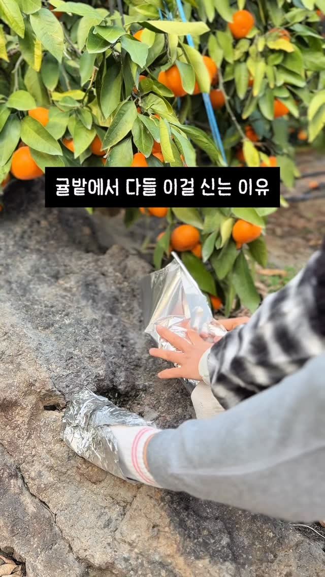 seogwipo_rabonge 게시물 이미지: 이른 아침, 해 뜨기 전부터 귤을 땁니다.
발도 꽁꽁, 손도 꽁꽁.

주머니엔 핫팩...