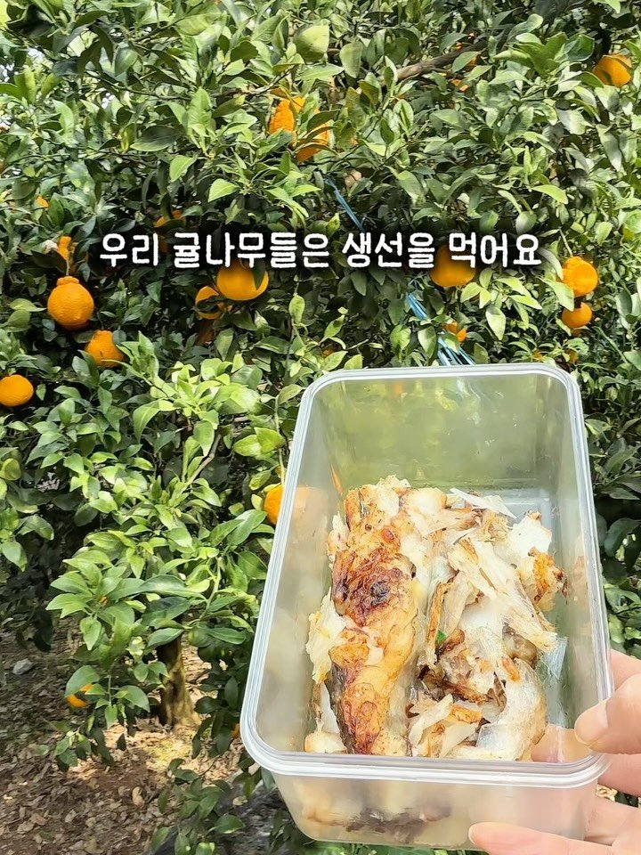 seogwipo_rabonge 게시물 이미지: 사실 이건 하루 이틀 한 일이 아니에요.
저희는 10년 넘게 생선을 숙성시켜...
