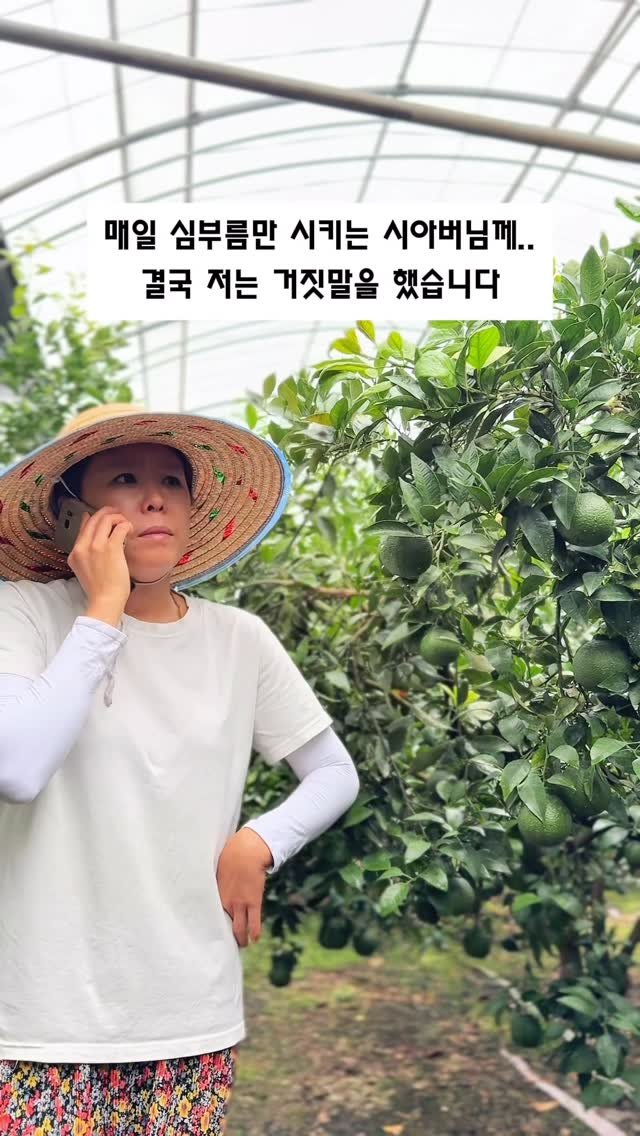 seogwipo_rabonge 게시물 이미지: 결국 거짓말을 하고 말았다..
추석이 다가오면서 
황금향 선물세트 준비로 정신없는...
