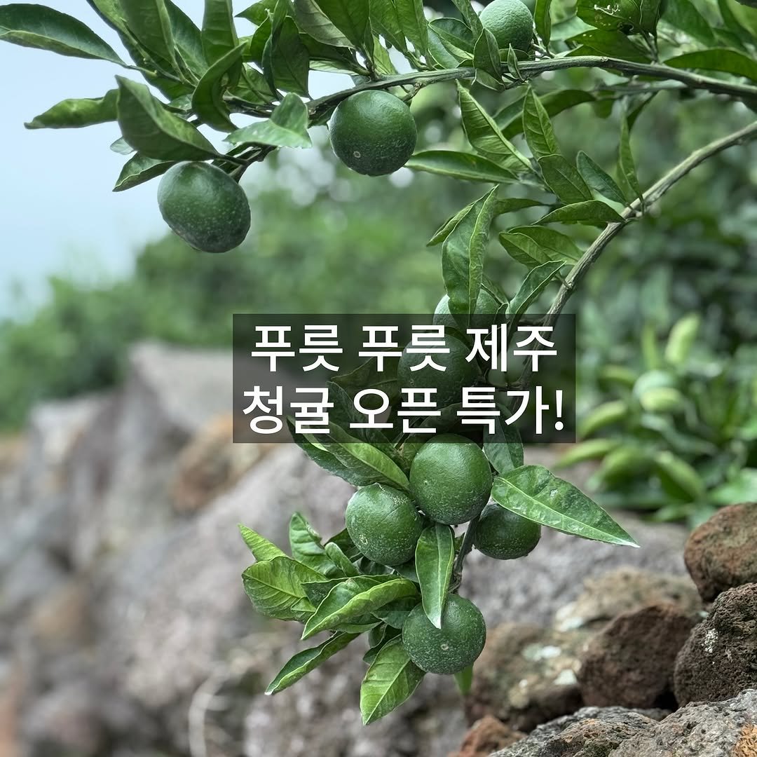 Photo by 서귀포라봉이 | 농부의아내 in 제주도서귀포시. May be an image of pomelo, mandarin and text that says '푸릇 푸릇 제주 청귤 오픈 특가!'.