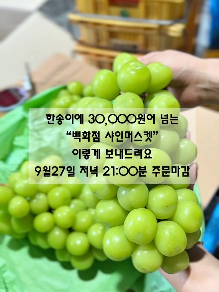 seogwipo_rabonge 게시물 이미지: 추석선물세트 프리미엄 샤인머스켓은요
한송이에 800g에서 1kg사이의 특품...