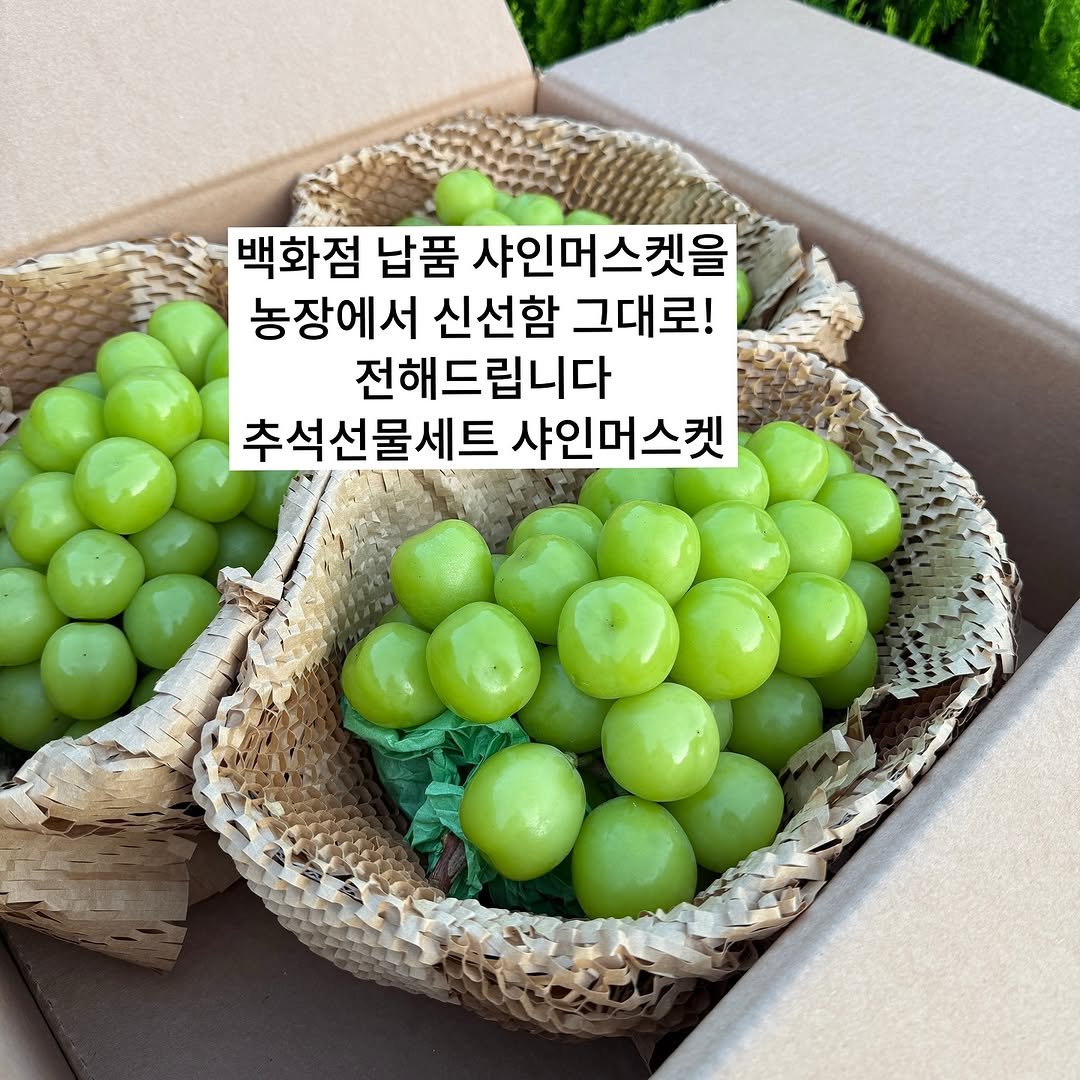 Photo by 서귀포라봉이 | 농부의아내 on September 15, 2025. May be an image of fruit, vegetable and text that says '백화점 납품 샤인머스켓을 농장에서 신선함 그대로! 전해드립니다 추석선물세트 샤인머스켓'.