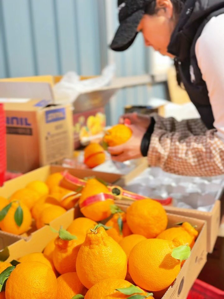 seogwipo_rabonge 게시물 이미지: 멀리 해외에서
오직 제 인스타 하나만 보고
우리 한라봉을 믿고...