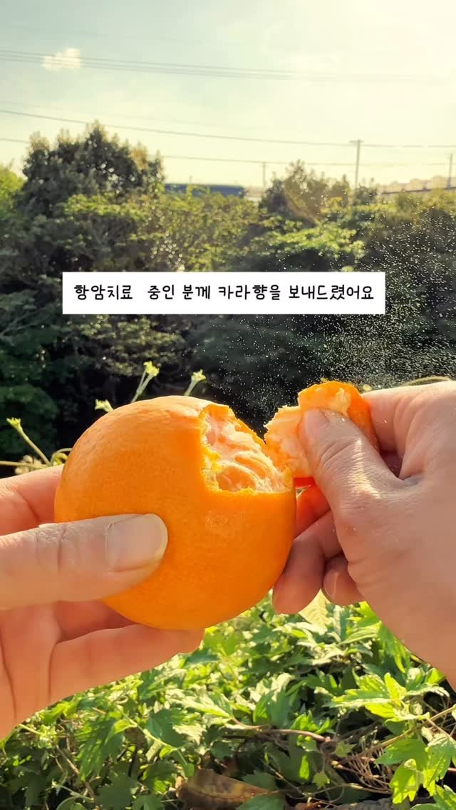 seogwipo_rabonge 게시물 이미지: 정말… 귤이 먹고 싶었는데
이 시기에 맛있을까 싶어서
망설이다가, 그래도 혹시나...