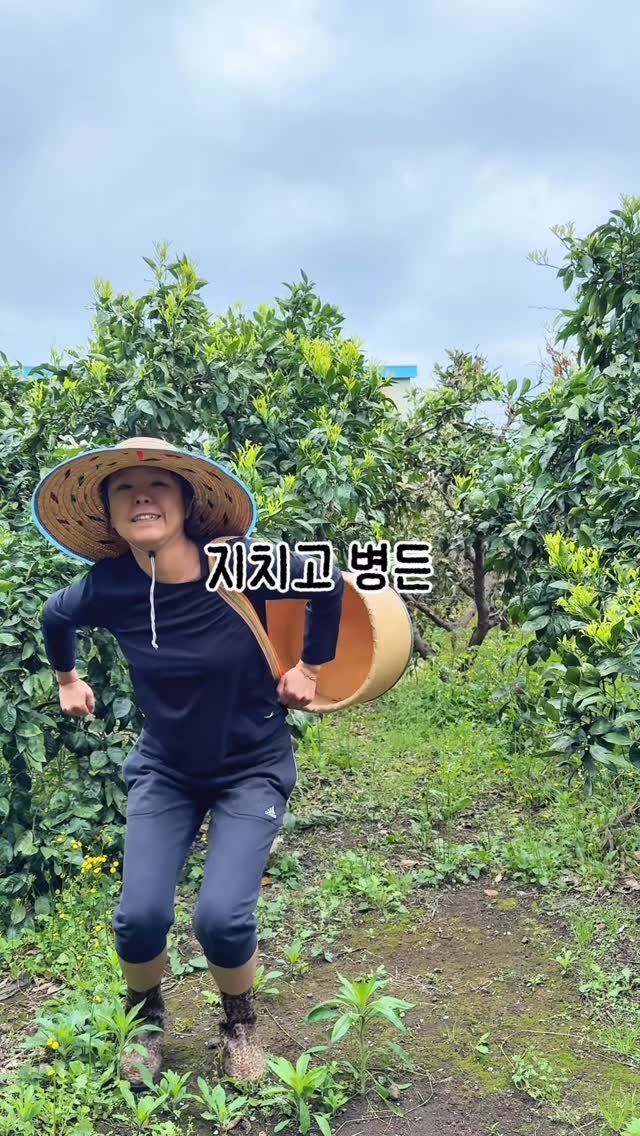 seogwipo_rabonge 게시물 이미지: 제주 귤밭의 낙원
우리 귤 진짜 진짜 맛있는데 홍보가 힘들어..
지치고 힘든...