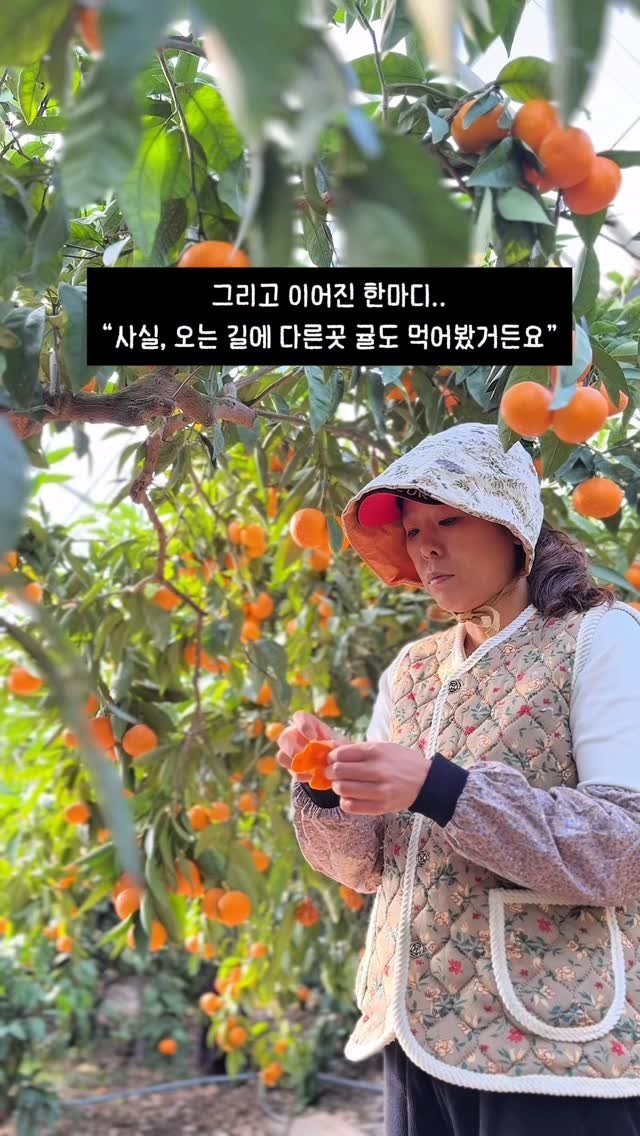 seogwipo_rabonge 게시물 이미지: 가끔 직접 오셔서
귤을 사 가시는 분들이 계세요.
대부분 제 인스타를 보고
제주...