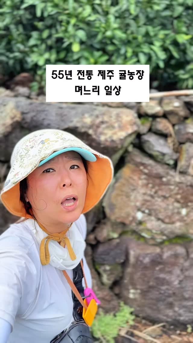seogwipo_rabonge 게시물 이미지: 오전11시가 되서야 비가 그치고..
에이~ 오늘은 쉴까? 했지만
밭에 오길 참...