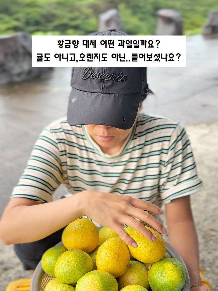 seogwipo_rabonge 게시물 이미지: 귤도 아니고, 오렌지도 아닌…
이름부터 특별한 과일, 황금향...