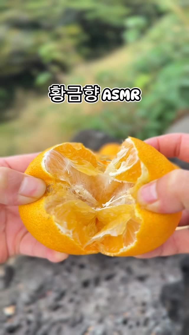seogwipo_rabonge 게시물 이미지: 제주에서 직접 수확한 황금향 ASMR 🎧
껍질 벗기는 소리부터 과즙 가득한...