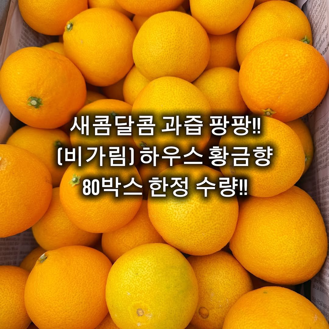 Photo by 서귀포라봉이 | 농부의아내 on November 04, 2025. May be an image of fruit and text that says '새콤달콤 과즙 팡팡!! [비가림)하우스황금흥 [비가림) 하우스 황금향 80박스 한정 수량!!'.
