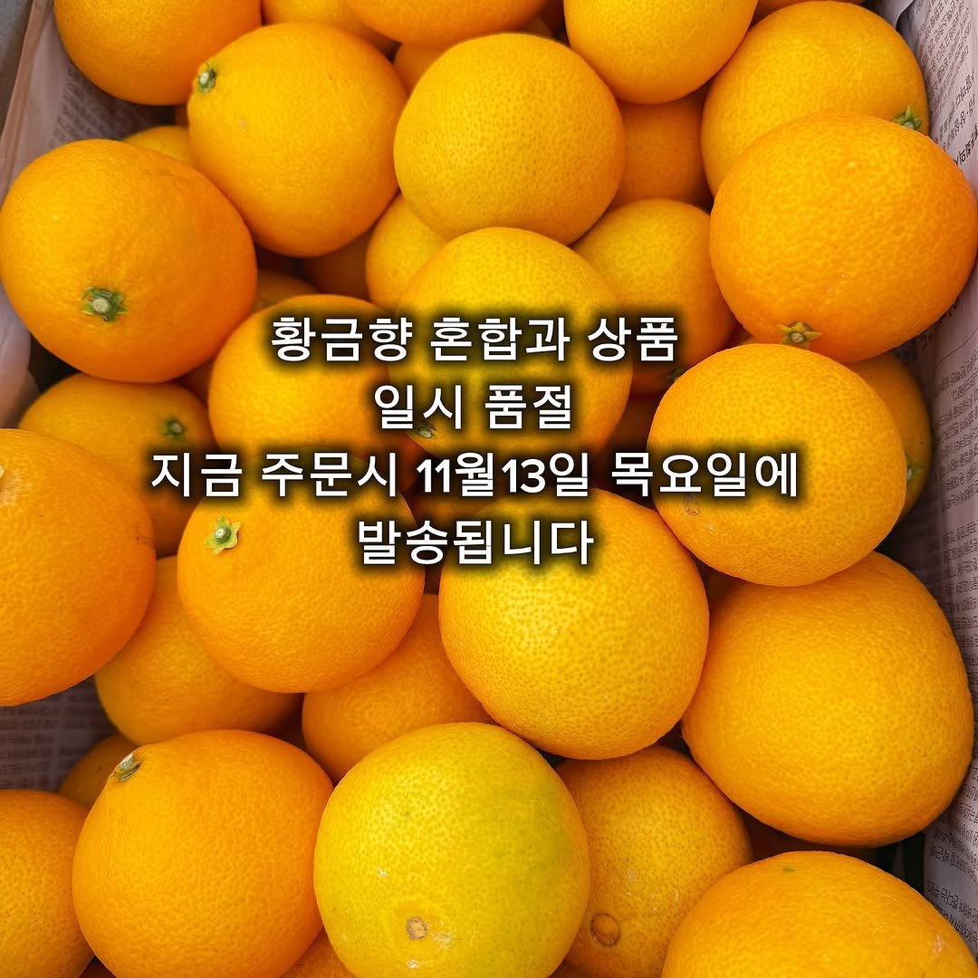 Photo by 서귀포라봉이 | 농부의아내 on November 09, 2025. May be an image of fruit and text that says '황금향 혼합과 황금향혼합과상품 상품 일시 품절 지금 주문시 11월13일 13일 목요일에 발송됩니다'.