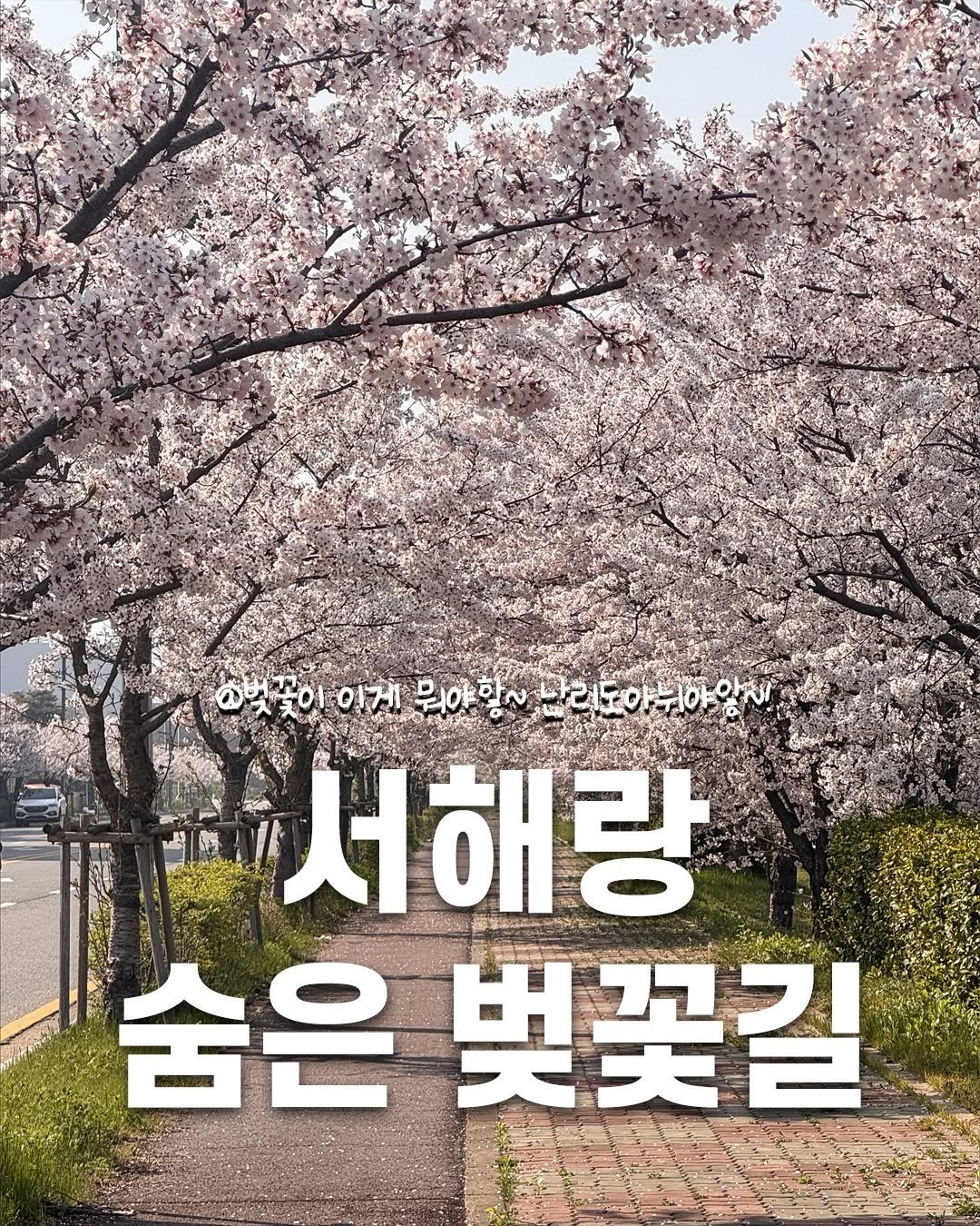Photo by 제부도해상케이블카 "서해랑" on April 14, 2026. May be an image of stone-fruit tree and text that says '@벗꽃이 복이 이게 뭐야항~ 바라도아쉬하아 #.α~ω 야 아빠 할~바리도아 서 서해랑 숨은 숨은벚꽃 벚꽃길'.