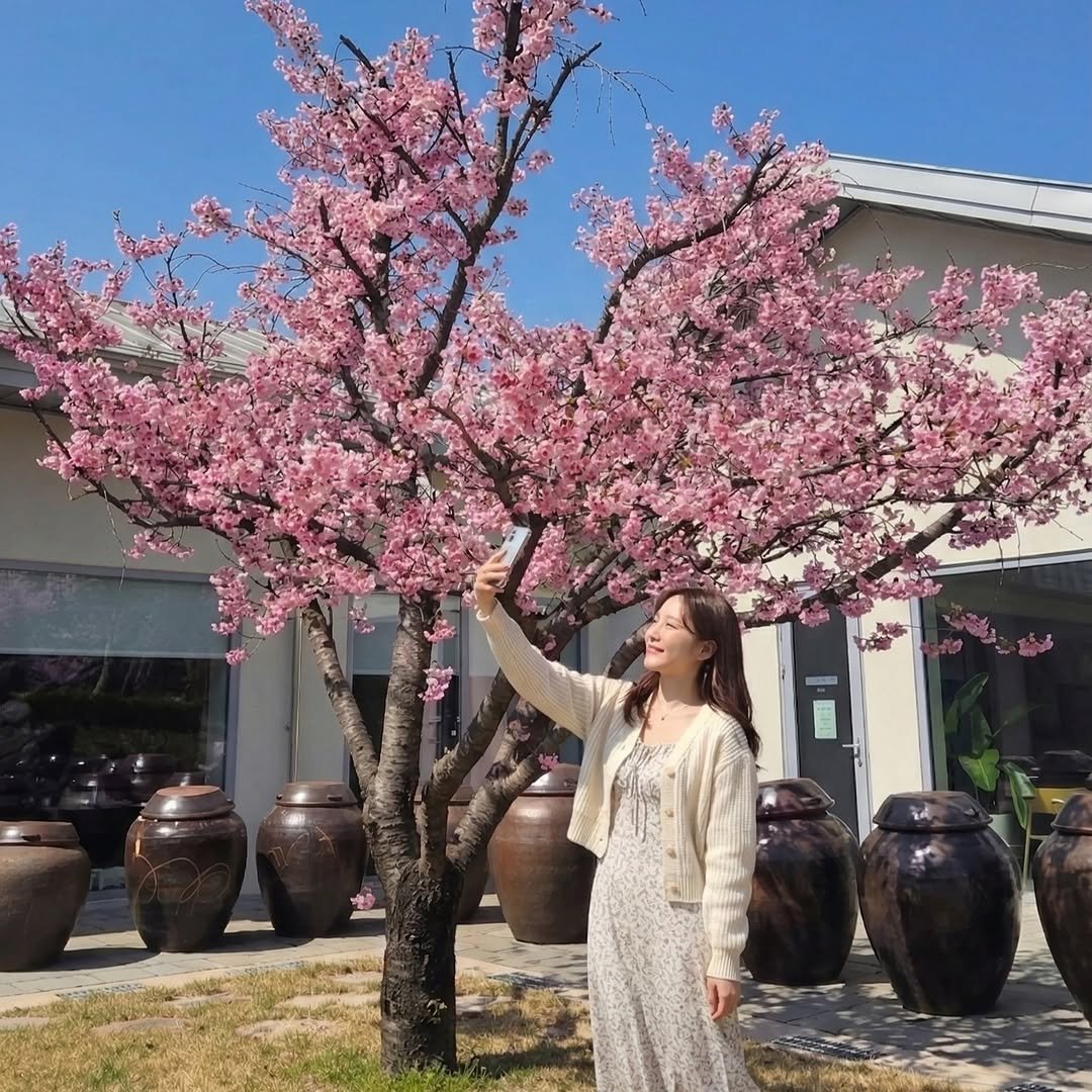 seoilfarm 게시물 이미지: 🌸 매장 안에서도 느껴지는 봄의 기운, 솔리,자운 붉은 벚꽃 🌸

따뜻한 햇살이...