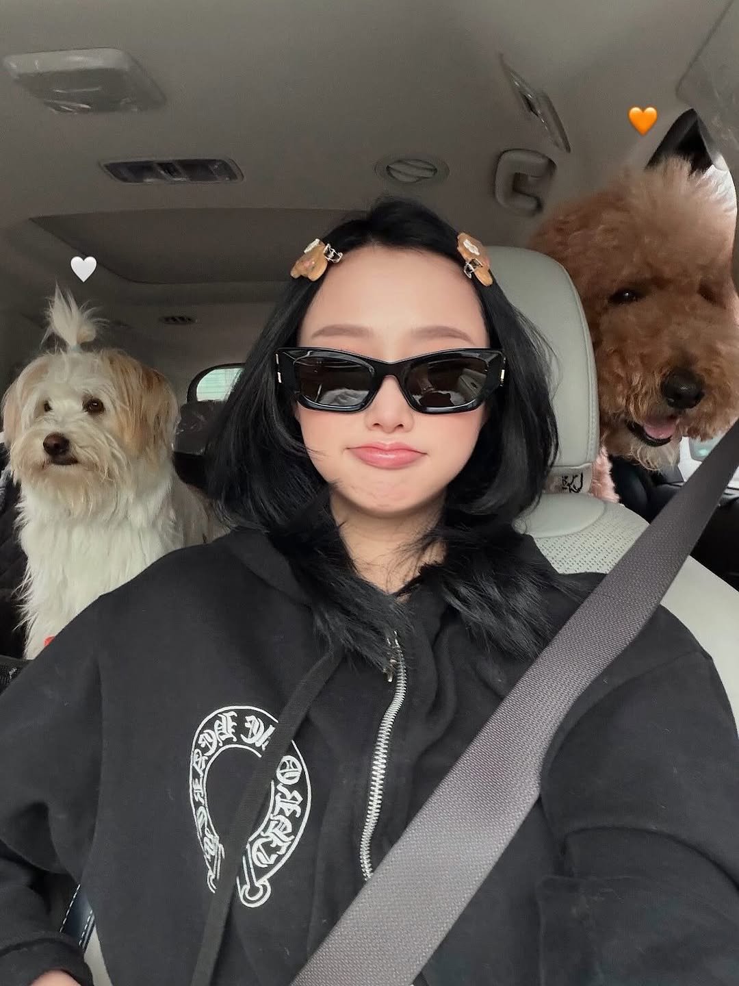 Photo by 서진♡︎ on November 25, 2025. May be a selfie of Bedlington terrier, Komondor, Afghan hound, fur, seatbelt and text.